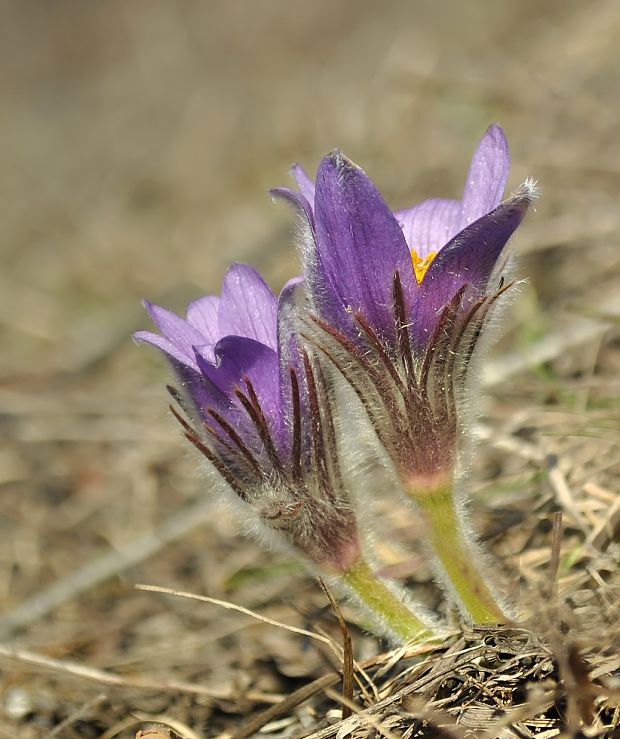 poniklec veľkokvetý Pulsatilla grandis Wender.