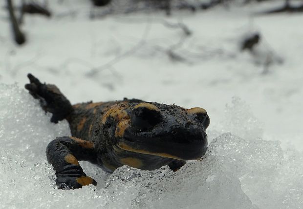 salamandra škvrnitá Salamandra salamandra