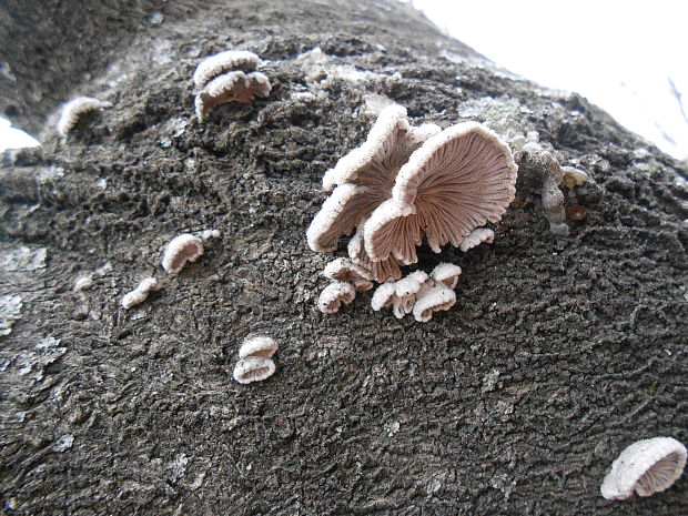 klanolupeňovka obyčajná Schizophyllum commune Fr.