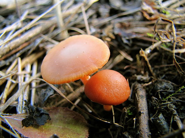 smeťovka Tubaria sp.