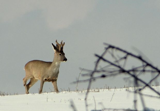 srna lesná Capreolus capreolus