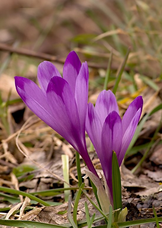 šafran spišský Crocus discolor G. Reuss