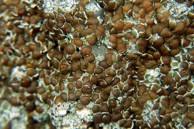 lekanora Lecanora campestris subsp. campestris (Schaer.) Hue