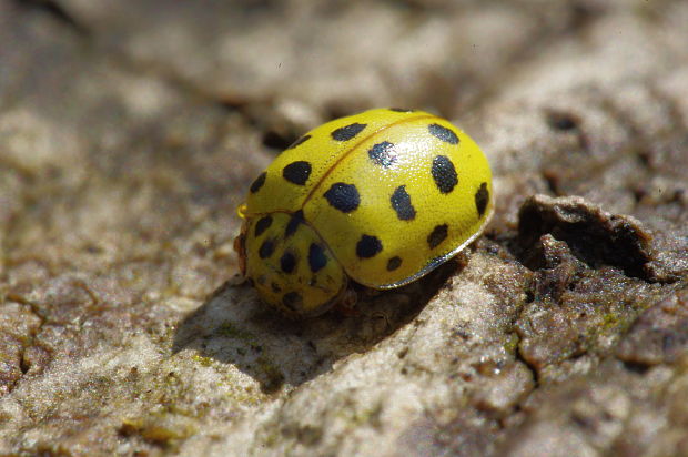 lienka múčnatá  Psyllobora vigintiduopunctata