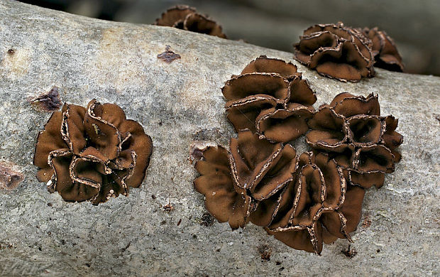 dutinovka lužná Sclerencoelia fascicularis (Alb. & Schwein.) P. Karst.