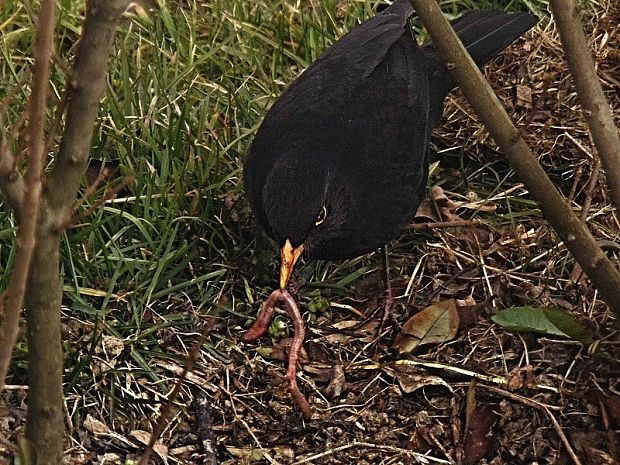 drozd čierny Turdus merula