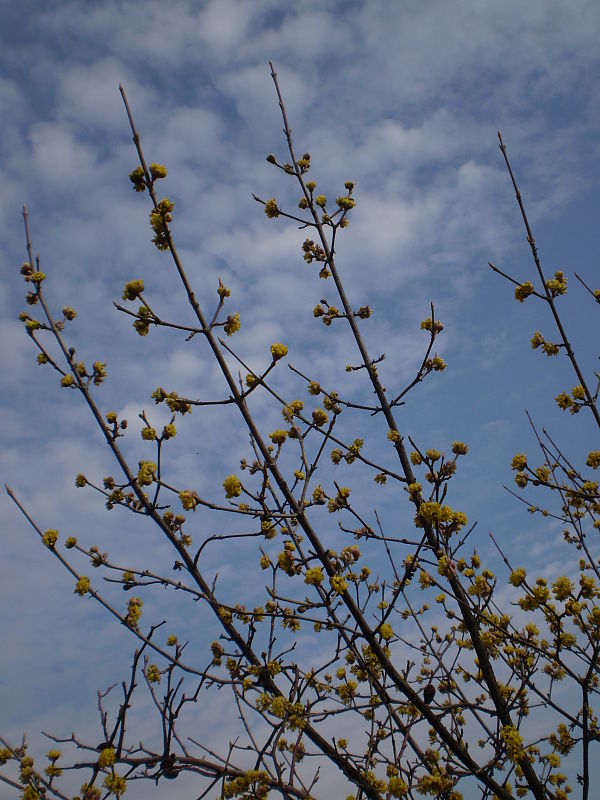 drieň obyčajný Cornus mas L.