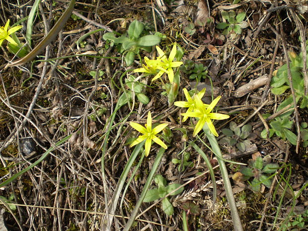 krivec nízky Gagea pusilla (F. W. Schmidt) Schult. et Schult. f.