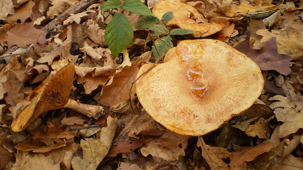 čechračka podvinutá Paxillus involutus (Batsch) Fr.