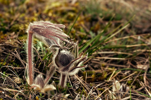 poniklec lúčny český Pulsatilla pratensis subsp. bohemica Skalický