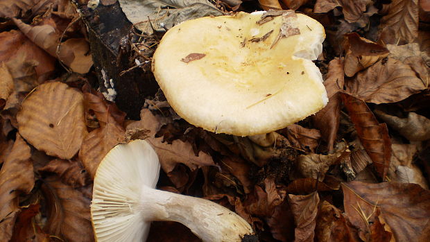 plávka hlinovožltá Russula ochroleuca Fr.