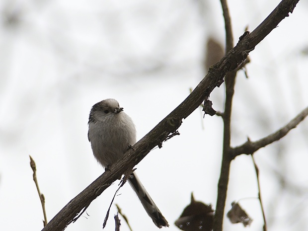 mlynárka dlhochvostá Aegithalos caudatus