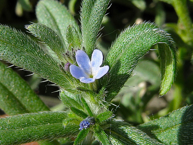 kamienka Buglossoides incrassata subsp. incrassata