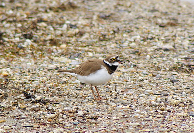 kulík riečny Charadrius dubius