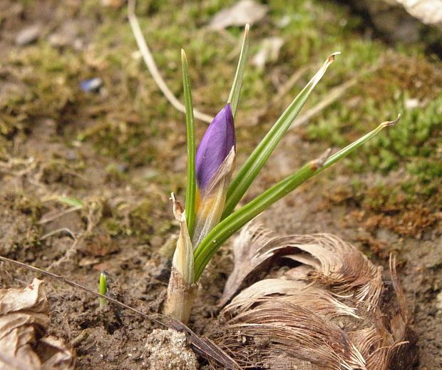 šafran Crocus sp.