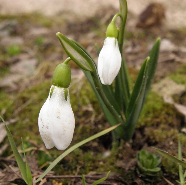 snežienka jarná Galanthus nivalis L.