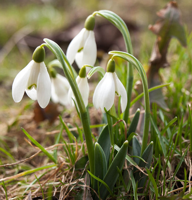 snežienka jarná Galanthus nivalis L.