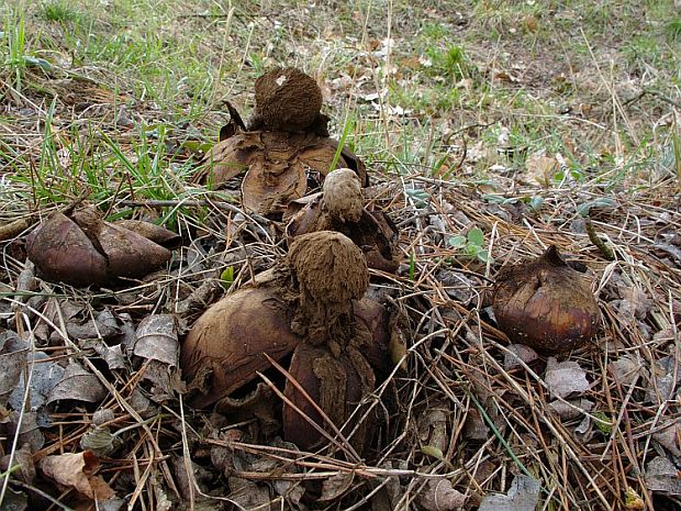 hviezdovka vlasatá Geastrum melanocephalum (Czern.) V.J. Staněk