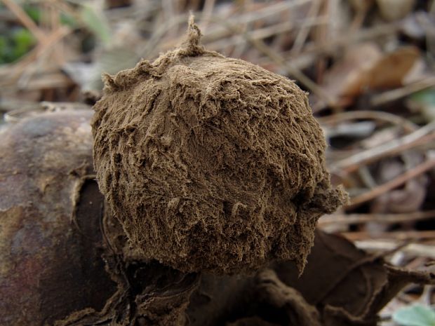 hviezdovka vlasatá Geastrum melanocephalum (Czern.) V.J. Staněk