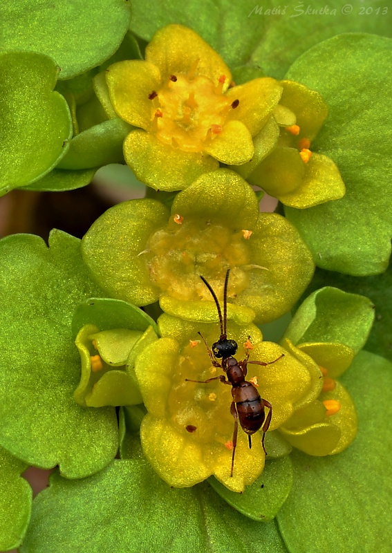 lumok Gelis sp.