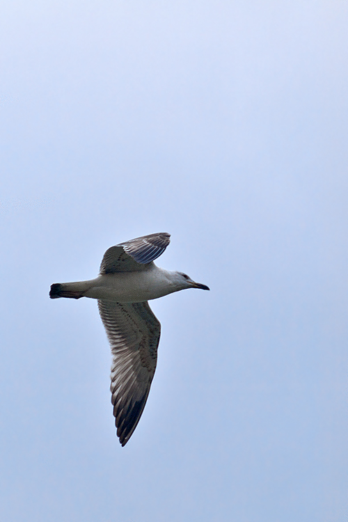 čajka sivá Larus canus