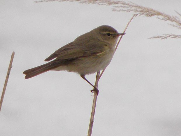 kolibkarik spevavy Phylloscopus trochilus