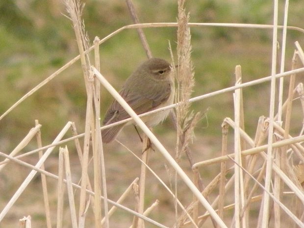 kolibkarik spevavy Phylloscopus trochilus