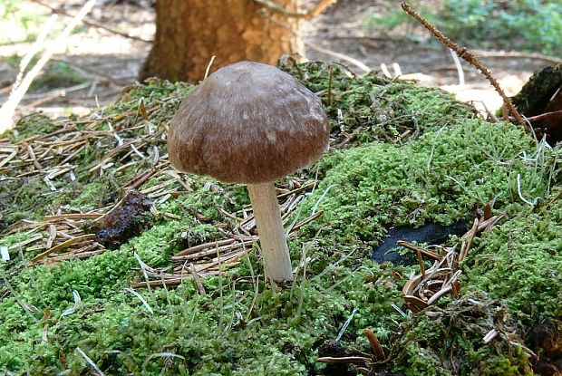 štítovka jelenia Pluteus cervinus (Schaeff.) P. Kumm.