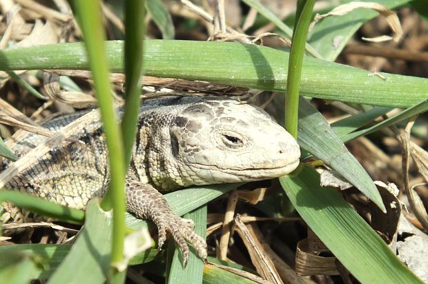 jašterica murová Podarcis muralis