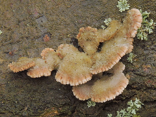 klanolupeňovka obyčajná Schizophyllum commune Fr.