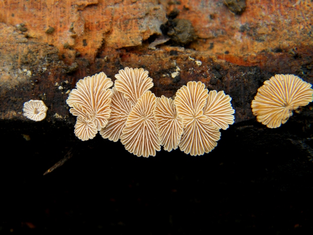 klanolupeňovka obyčajná Schizophyllum commune Fr.