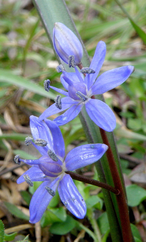 scila Scilla  sp.