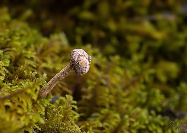 stopkovec zimný Tulostoma brumale Pers.