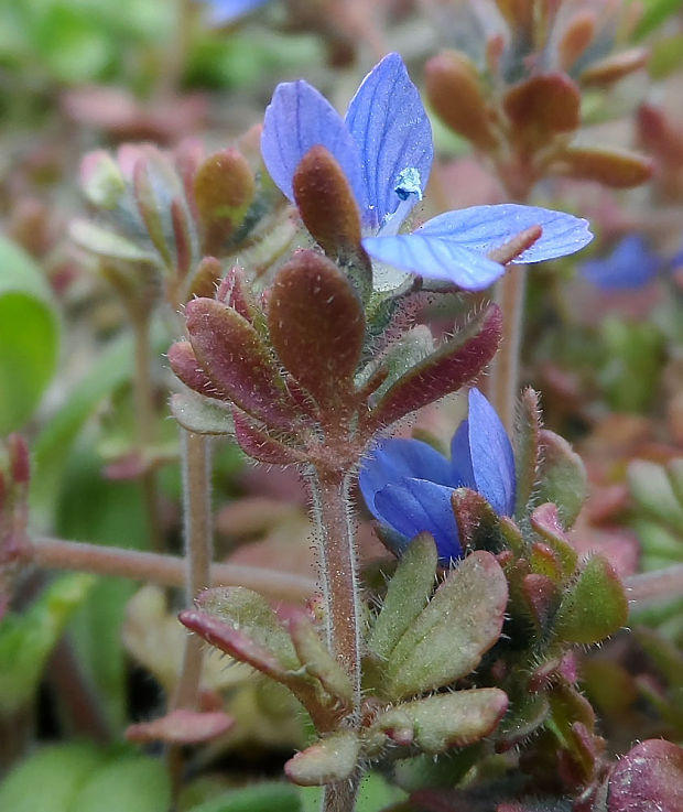 veronika trojúkrojková Veronica triphyllos L.