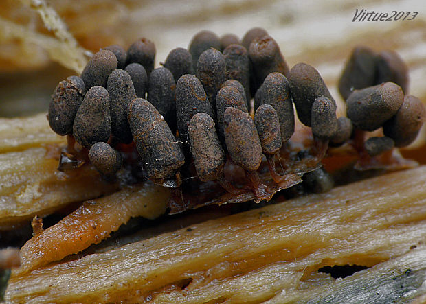 mištička Arcyria sp.