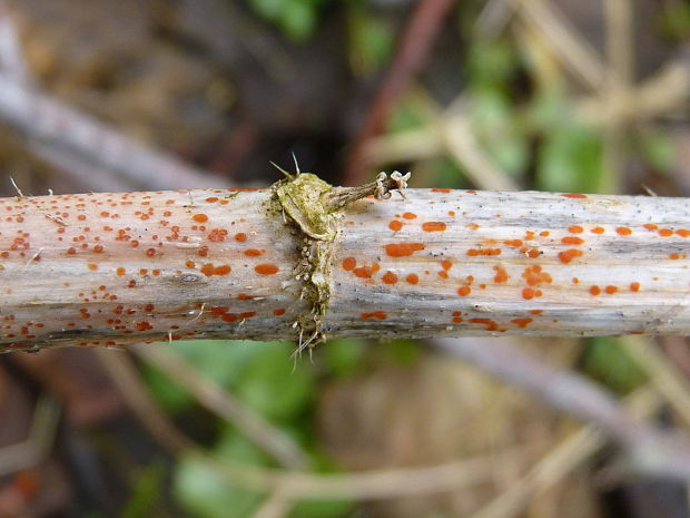 kalorka žihľavová Calloria neglecta  (Lib.) B. Hein