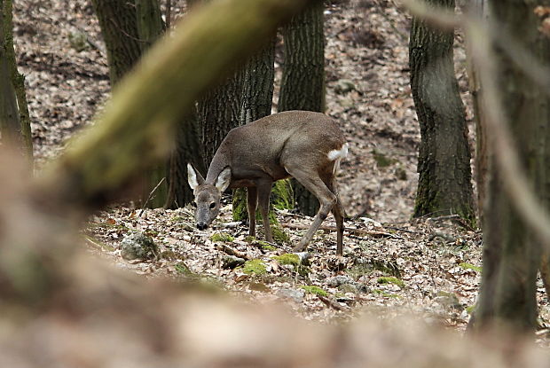 srna lesná Capreolus capreolus