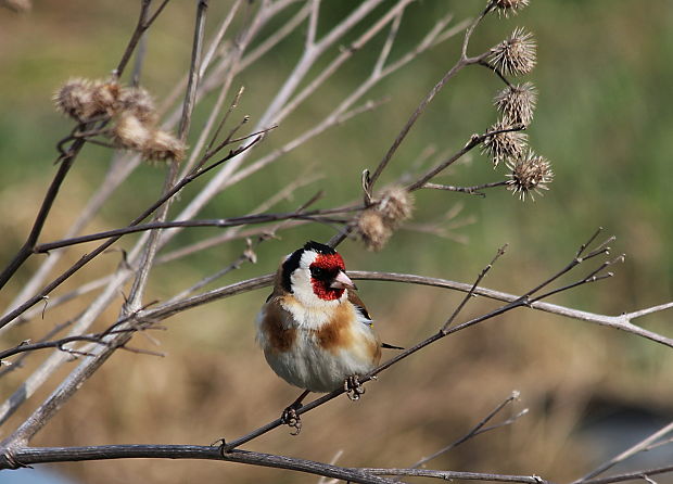 stehlík pestrý Carduelis carduelis