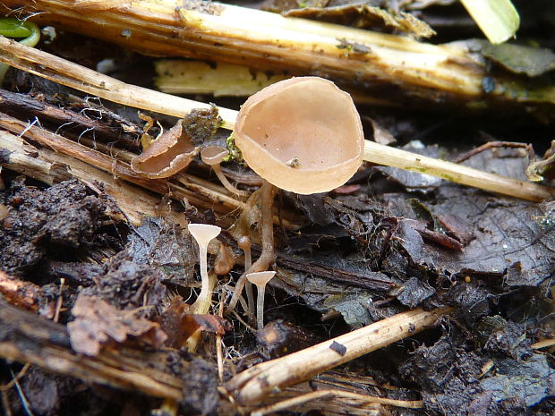 jahňadka obyčajná Ciboria amentacea (Balb.) Fuckel