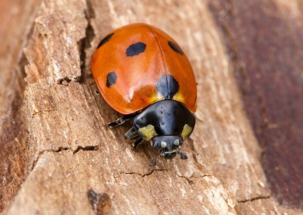 lienka sedembodková Coccinella septempunctata