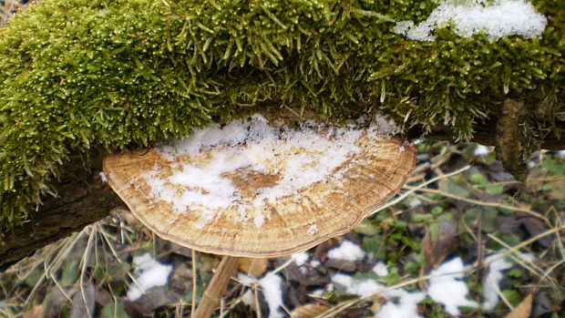 sieťkovček červenkastý Daedaleopsis confragosa (Bolton) J. Schröt.