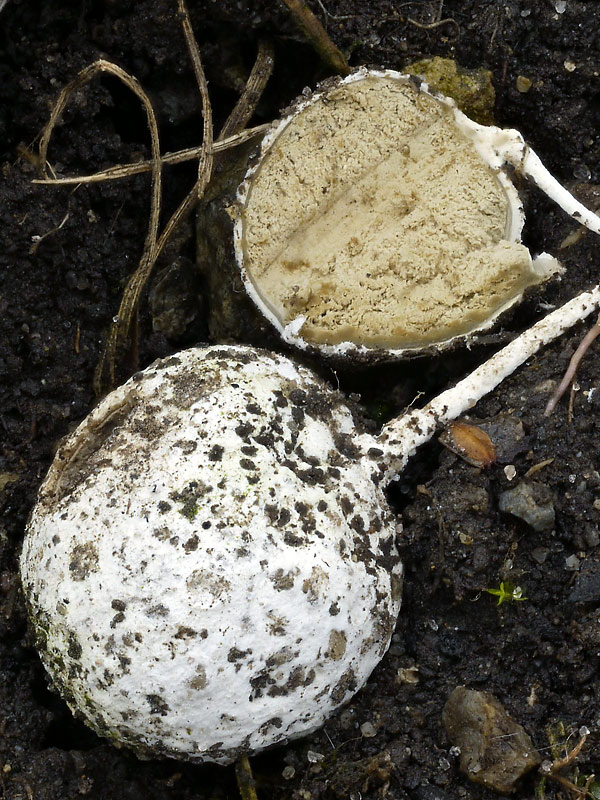 prašnačka korienkatá Gastrosporium simplex Mattir.