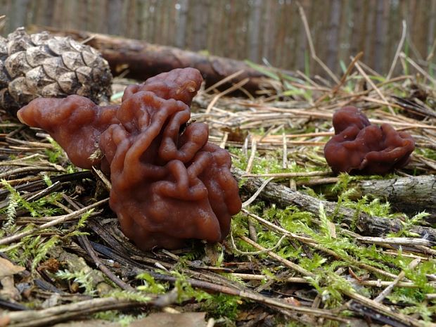 ušiak obyčajný Gyromitra esculenta (Pers.) Fr.