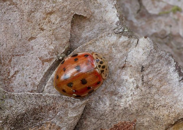 lienka Harmonia quadripunctata