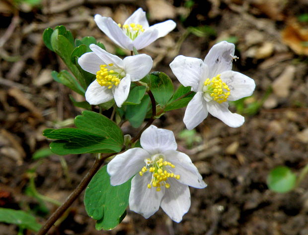 veterník žltuškovitý Isopyrum thalictroides L.