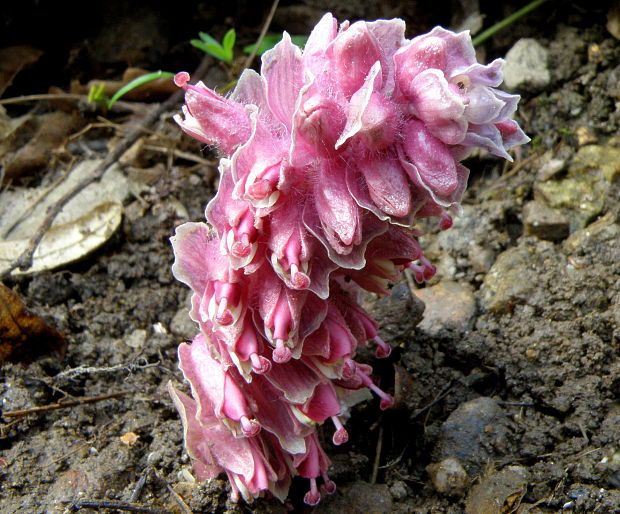 zubovník šupinatý Lathraea squamaria L.