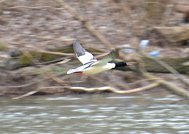 potápač veľký Mergus merganser