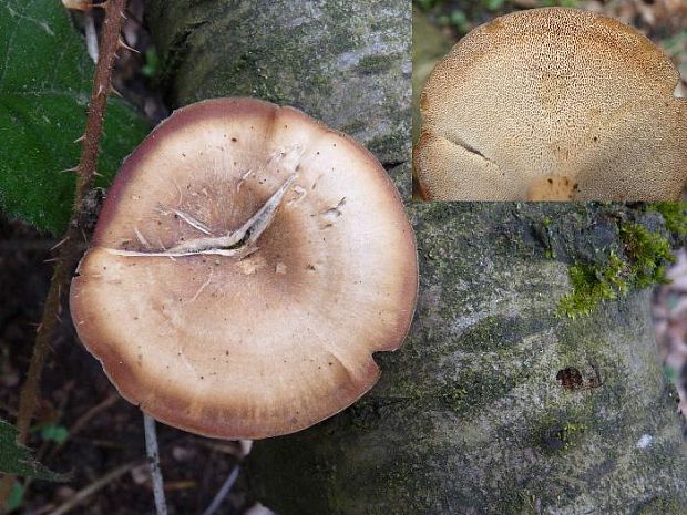 trúdnik Polyporus sp.