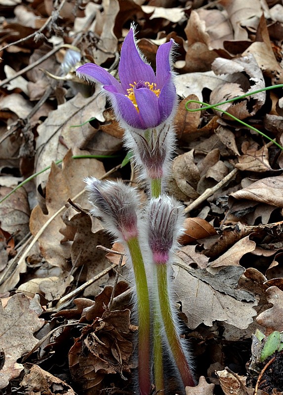 poniklec veľkokvetý Pulsatilla grandis Wender.