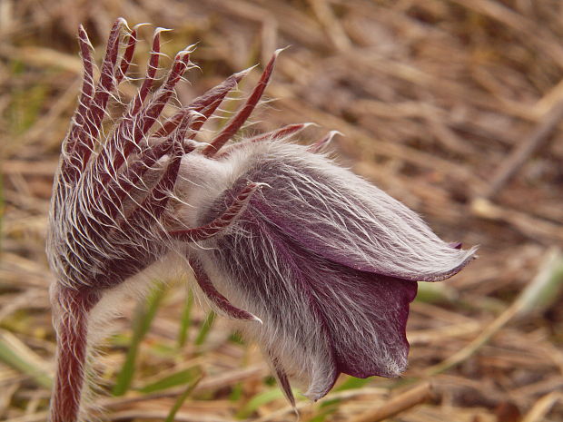 poniklec lúčny český Pulsatilla pratensis subsp. bohemica Skalický